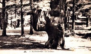 Chrea - Chameau